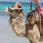 camel-TN